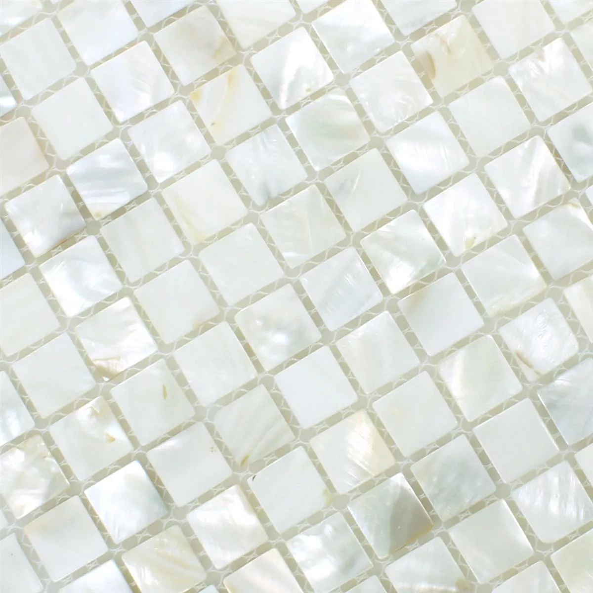 Azulejos De Mosaico Concha Kordon Blanco